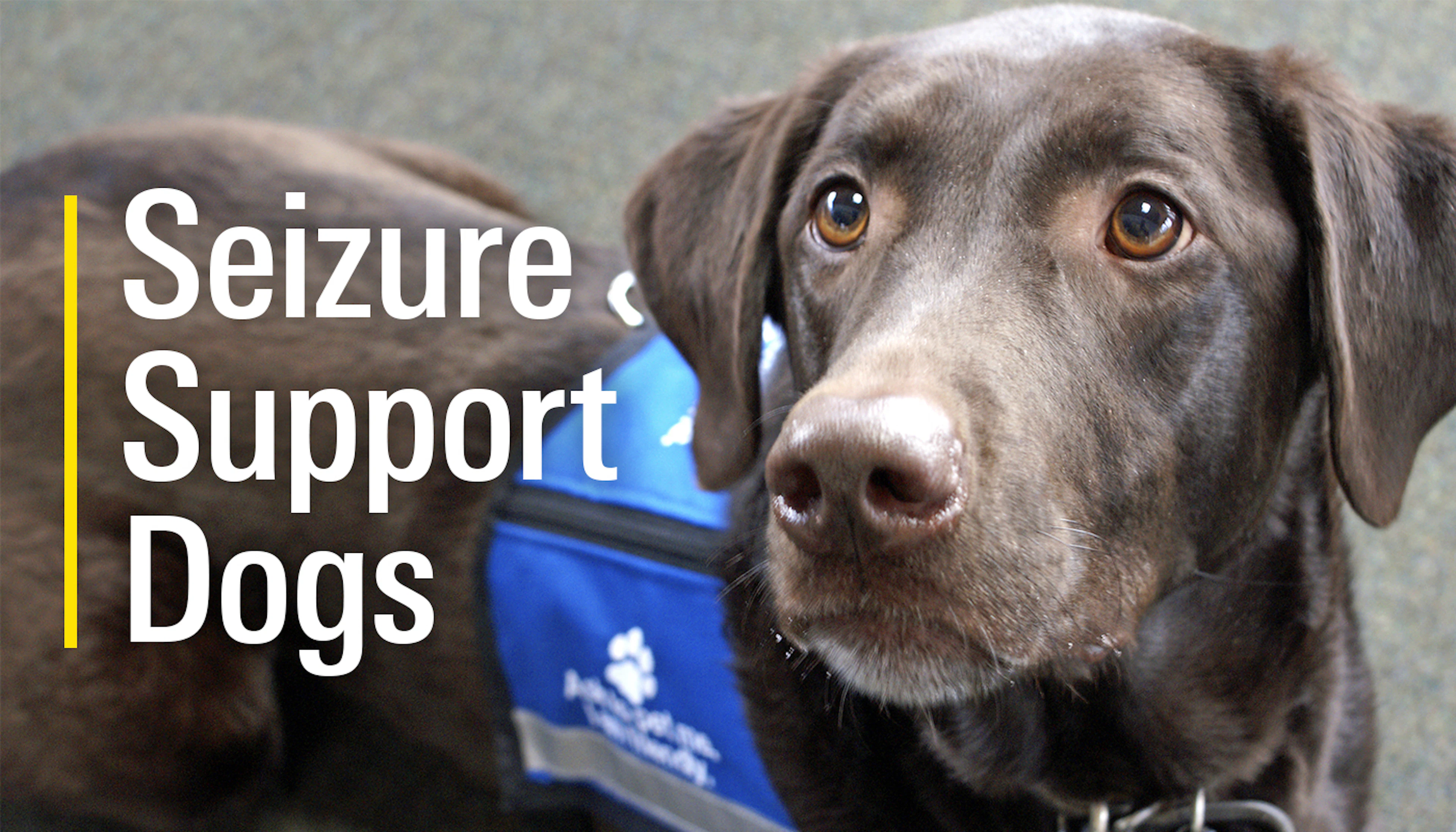 Bl Seizure Dog Hero