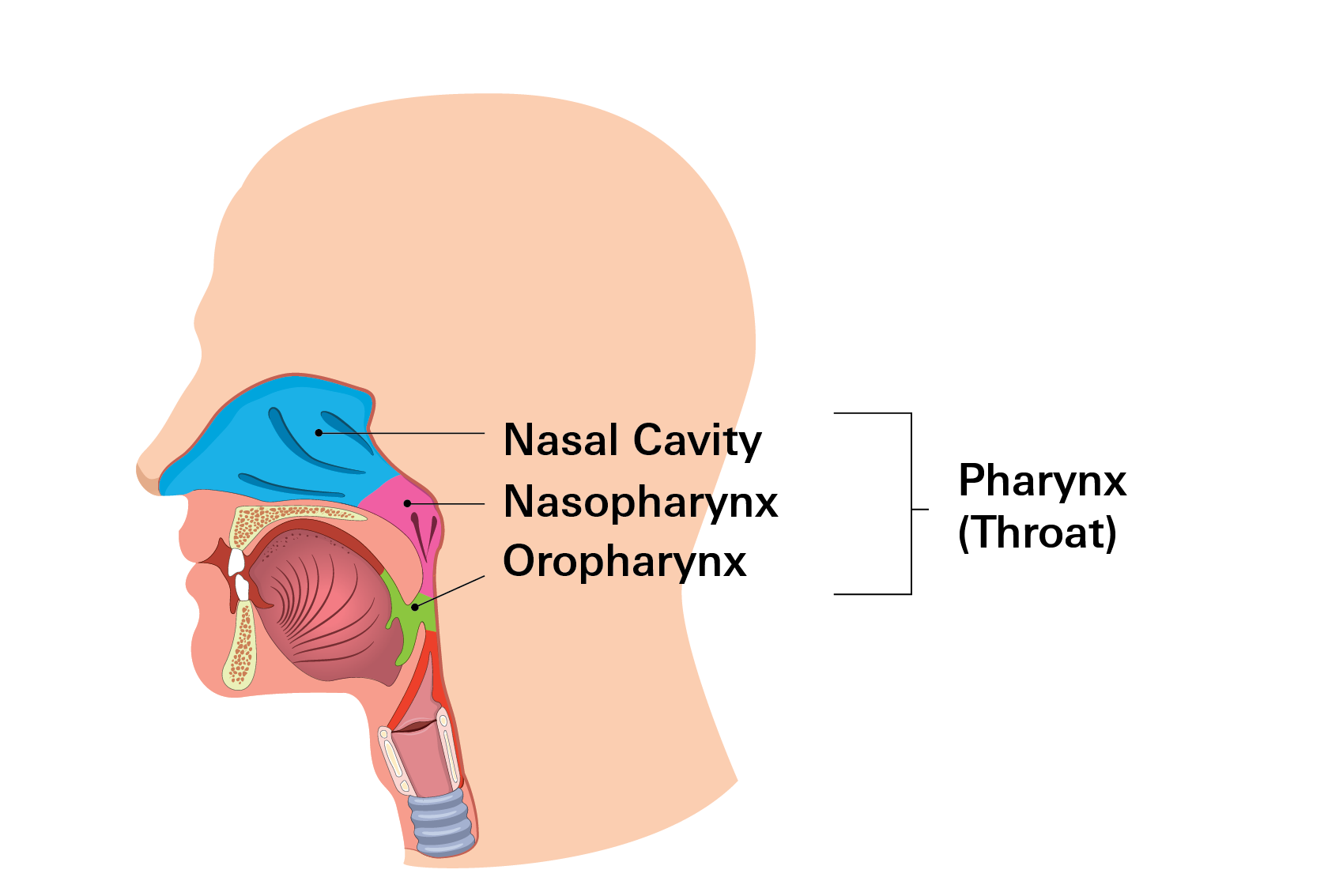 Throat Anatomy