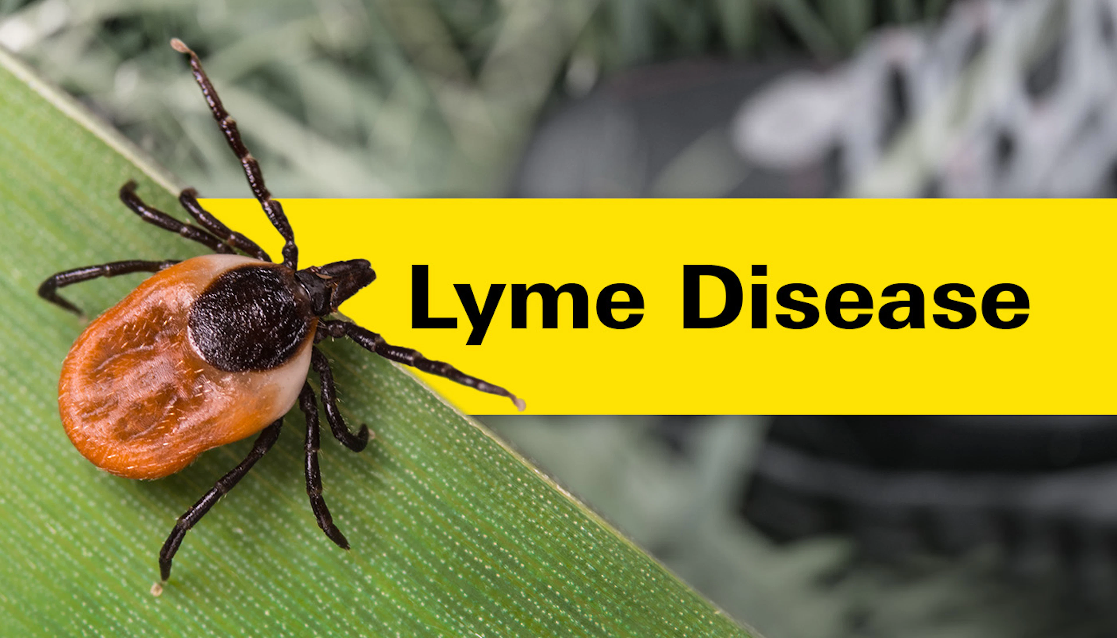 Lyme Disease