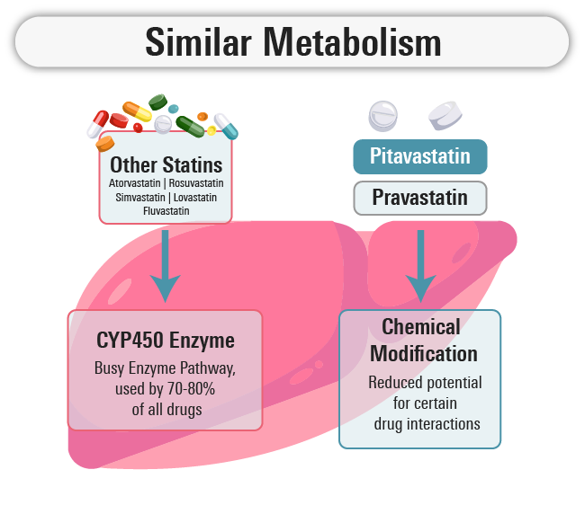 Statin Metabolism Pitavastatin Simvastatin Pravastatin Rosuvastatin Atorvastatin Comparison