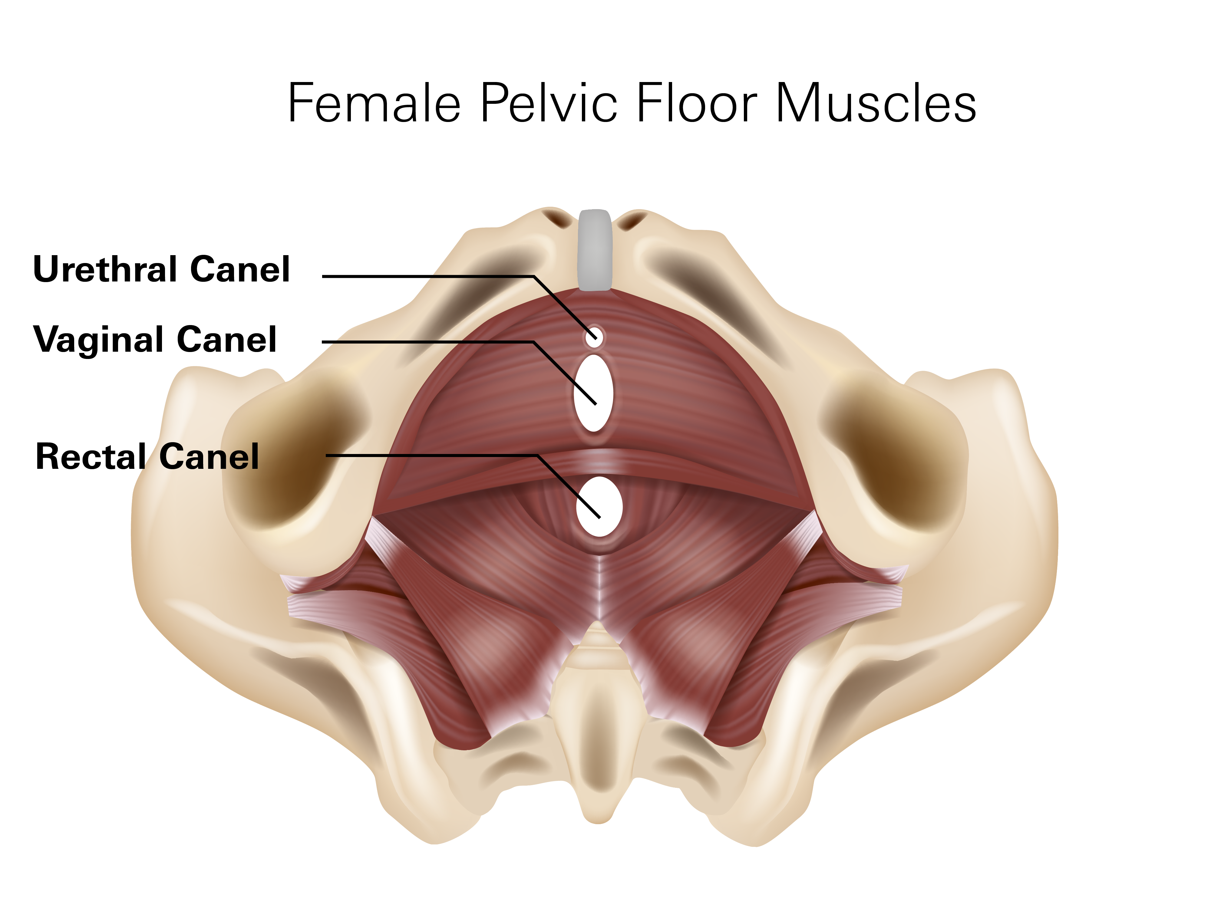 Female Pelvic Floor Muscles