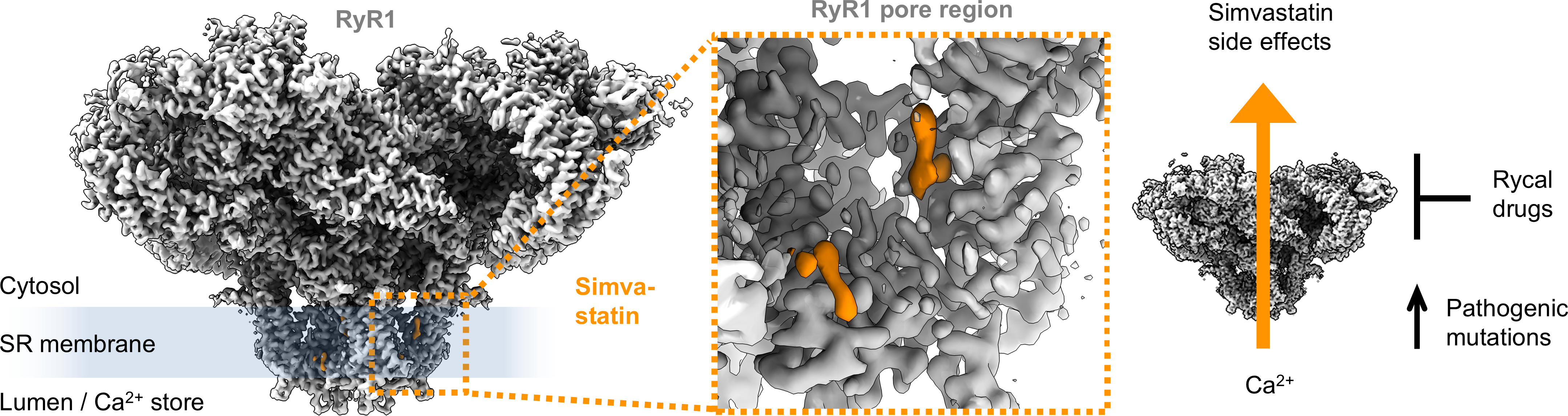 Simvastatin attaching to RyR1