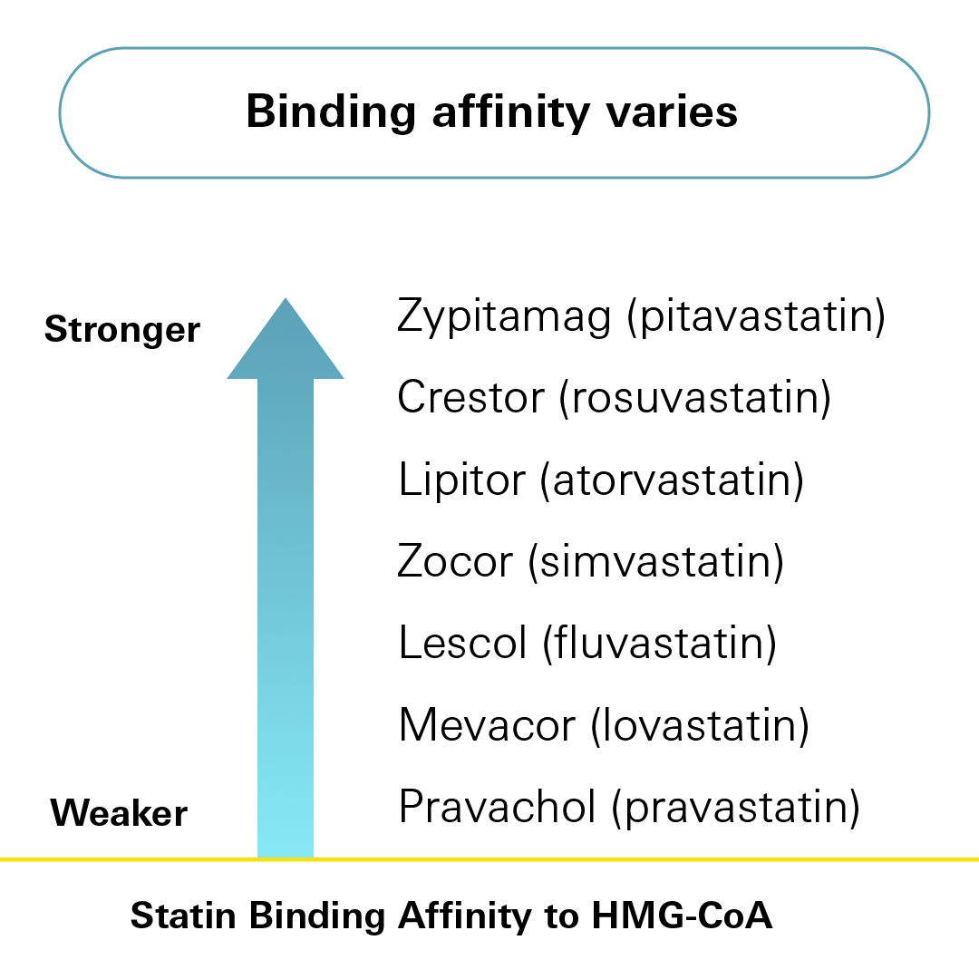 Statin Binding Affinity