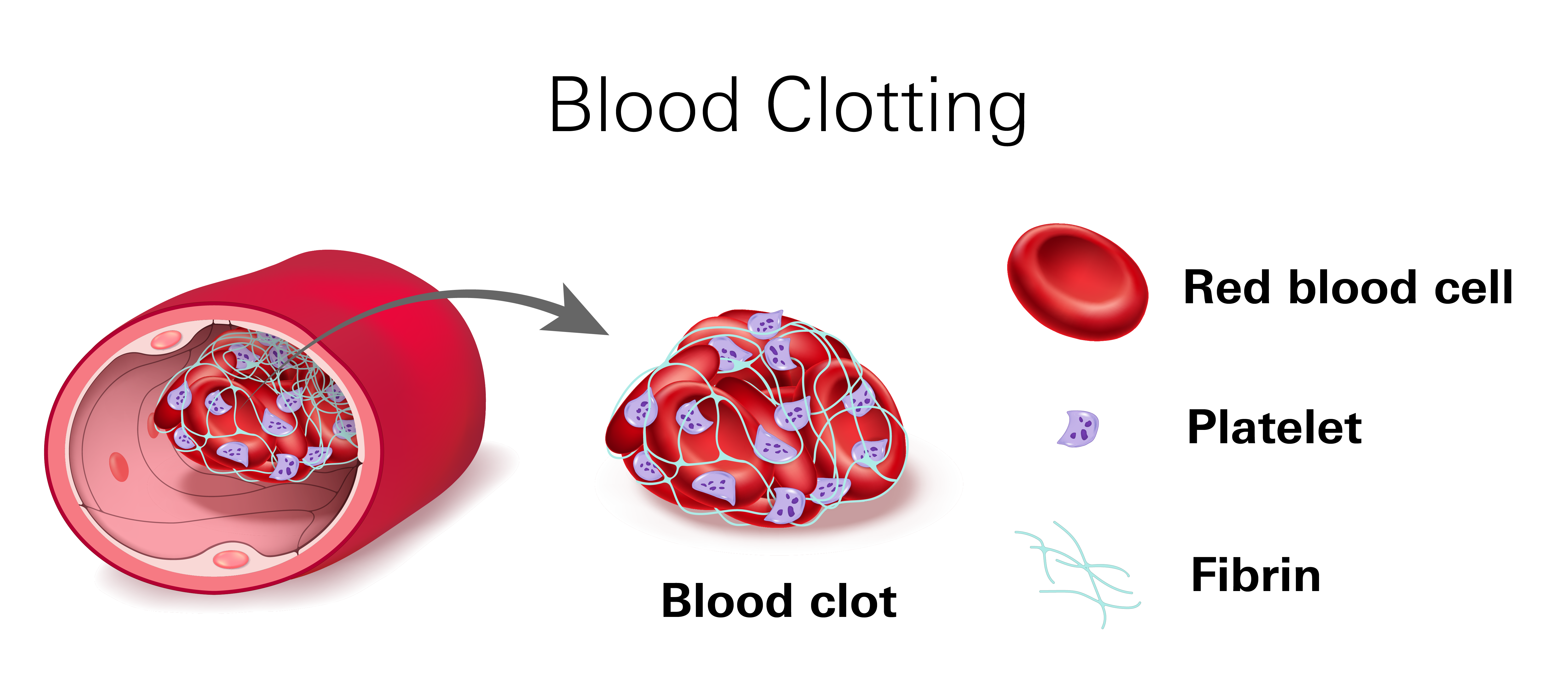 Blood clotting