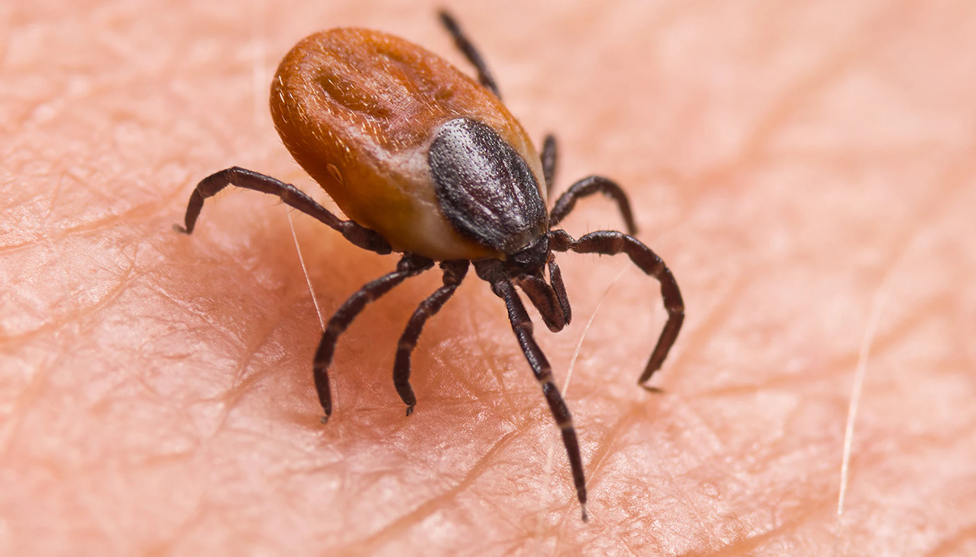 Tick Season