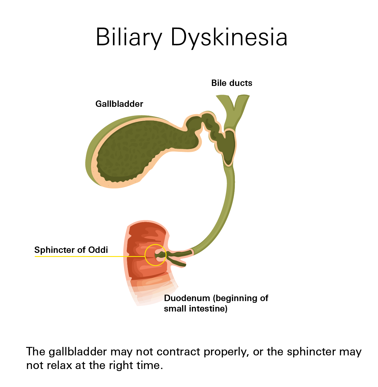Gallbladder Sphincter of Oddi